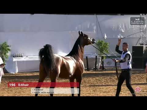 N.196 D.Khair - The Palestinian spring Arabian Show 2023 - Stallions 7 - 9 Years Old (Class 24)