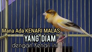 Download lagu Kenari Gacor Nembak Rapat Cuit cuit Ngerol - REKOMENDASI untuk pancingan kenari MALAS AUTO GACOR mp3