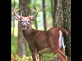 Huntin' The World Southern Style