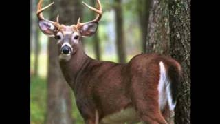 Huntin&#39; The World Southern Style