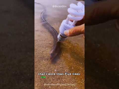 Epic Electric Eels: The Untold Story Begins Now🌊 #shorts #buzzbilt  #animals #wildcreatures