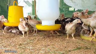 chicken breeding