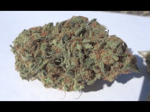 Candy House Strain