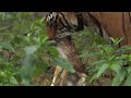 Tiger Hunts Lone Baby Deer BBC Earth