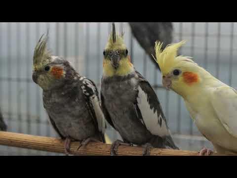 Calopsita Cantando Cai Cai Balão - [ASSOBIO DE CALOPSITA]