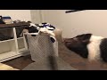 Mini Pig Does Laundry