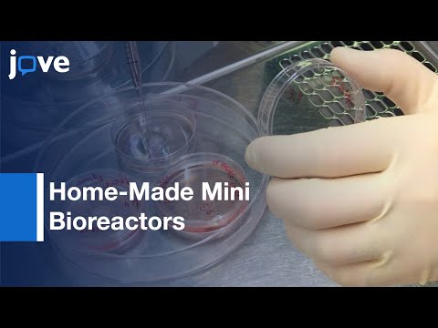 Brain Organoid Generation From Induced Pluripotent Stem Cells | Protocol Preview