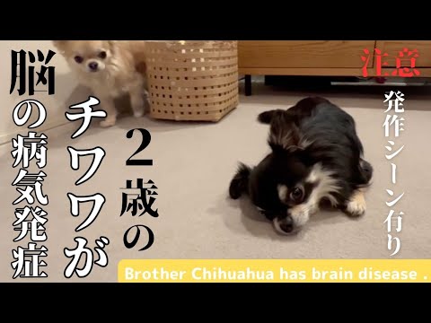 犬の神経疾患