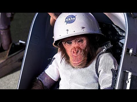 Ham Animal