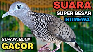Download lagu Perkutut Lokal Gacor Suara Kung Besar Pancingan Burung Perkutut Agar Bunyi. mp3