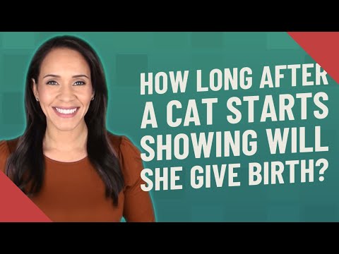 How long after a cat starts showing will she give birth?
