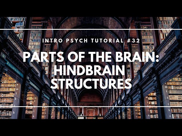Video Pronunciation of hindbrain in English Video Pronunciation of hindbrain in English