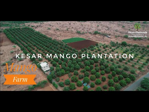 Mango Farming In India