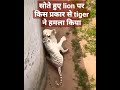 Tiger Vs Lion Fighting Tiger Attack On How To Attack Tiger Lion Vs Tiger Shorts