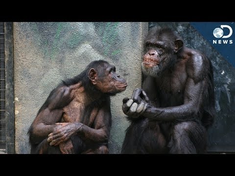 Why Can't Chimpanzees Speak? Video