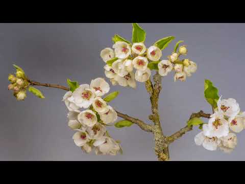 Relaxing Amazing Colors of Spring Flowers and Fall Leaves - 4K Nature Relax Video with Nature Sounds