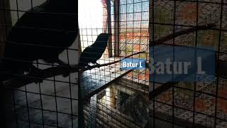 Download lagu tuwu macet langsung gacor setelah terapi air mancur #burunggacor #burung mp3