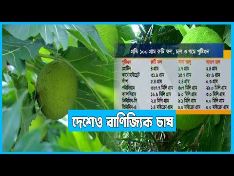 খাদ্য সংকট মোকাবেলায় নতুন সম্ভাবনা রুটি ফল