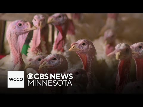 You may have Minnesota to thank for your Thanksgiving turkey — here's why
