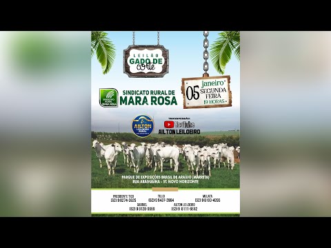 LEILÃO GADO DE CORTE - SINDICATO RURAL DE MARA ROSA 05/01/2026