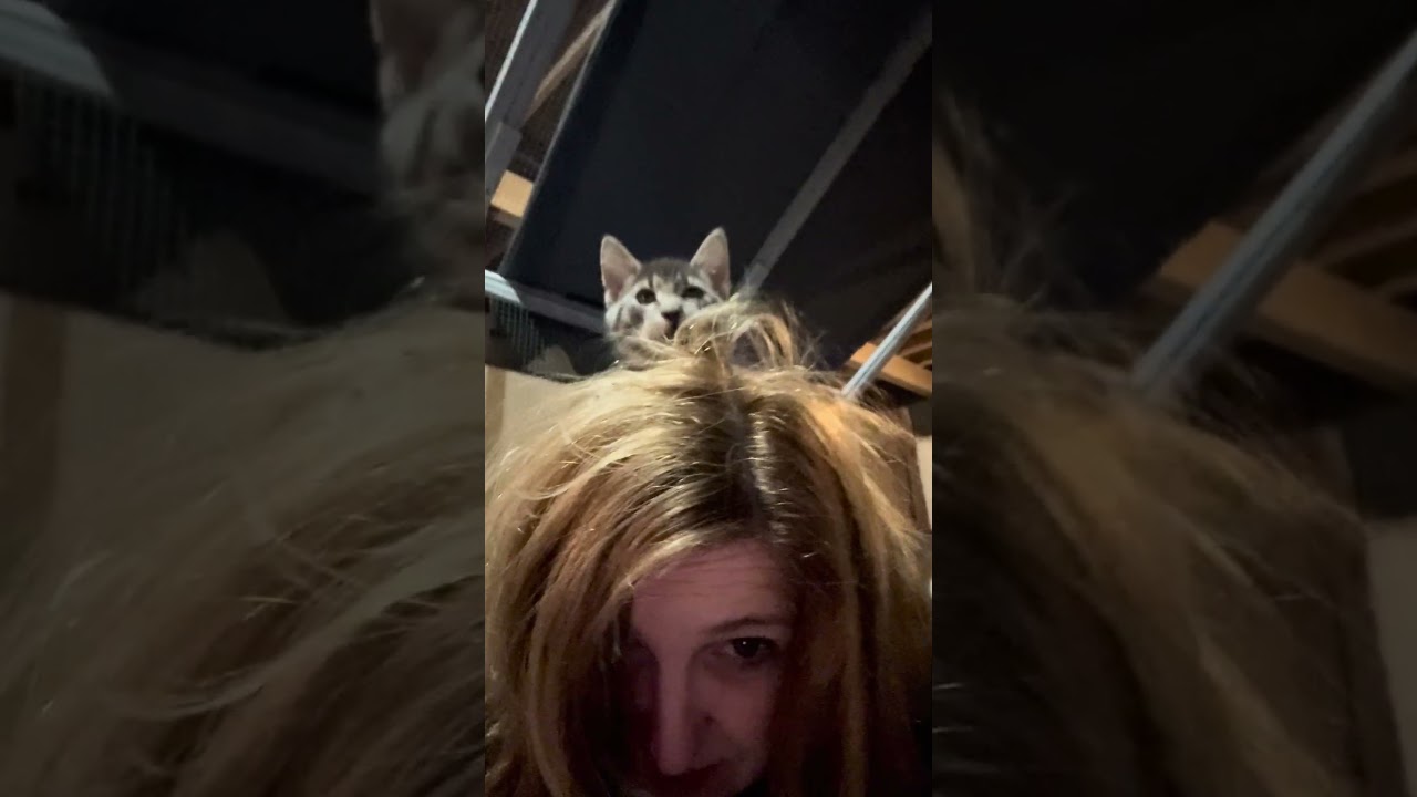Marley, an adopted Domestic Short Hair in CANONSBURG, PA video 2/2
