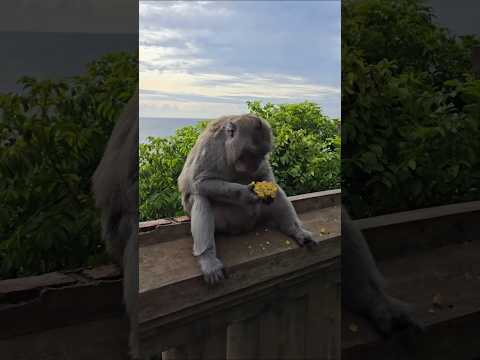 halal olsun bacı 😅 #shortvideo #gulmeli #funny #shorts #trending #keşfet #tiktok #trend #viralvideo