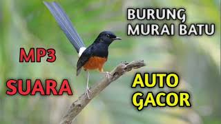 Download lagu mp3 Suara Burung Murai Batu Gacor mp3 Download lagu mp3 Suara Burung Murai Batu Gacor mp3