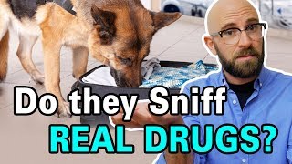 Are Drug Sniffing Dogs Trained By Sniffing Drugs
