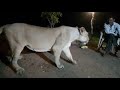Another Video Of Illegal Lion Show In Gir Goes Viral