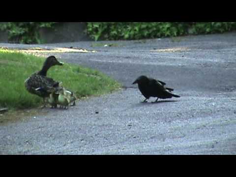 Mama Duck Fights Crows Attacking Baby Ducklings
