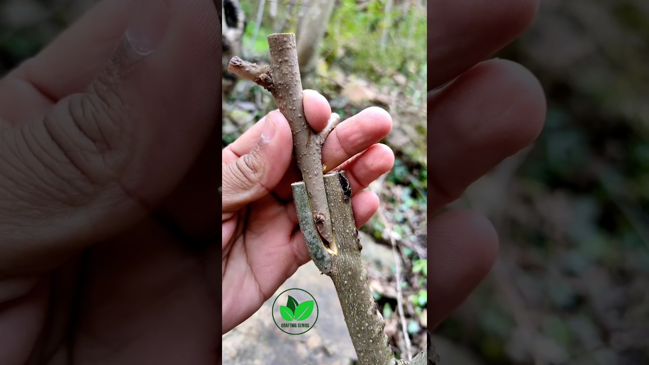 New grafting techniques persimmon tree amazing #satisfying #trending #fruits #plants