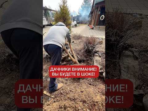 Срочно дачникам! Сумах оленерогий — не украшение, а агрессор. За сезон захватывает участок!