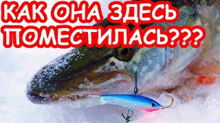 Щука на балансир и жерлице