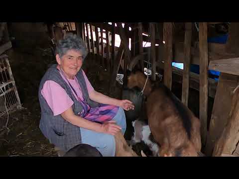 Za SREĆU je dovoljna samo JEDNA KOZA - Farma koza Stari Slankamen