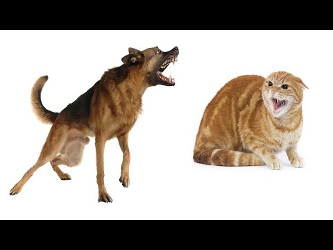 Dog vs Cat Fighting: Cat Attacks Dog, Dogs Attack Cats