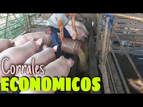 , title : 'Cómo construir CORRALES para cerdos | Puntos Básicos | Pequeño productor 🐷❤ | Mi Proyecto Porcino'