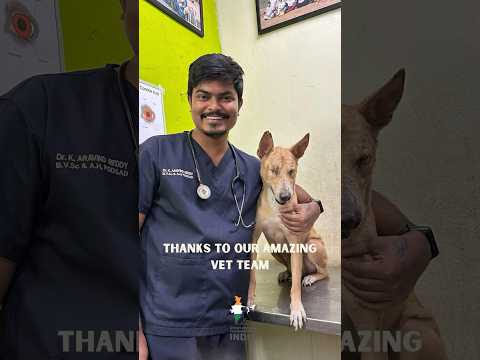 Help Bolt Reach His Forever Home in the UK!