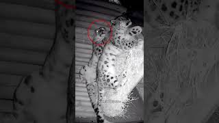 O Casal de Leopardos mais Fofos que Você já Viu 😍❤️