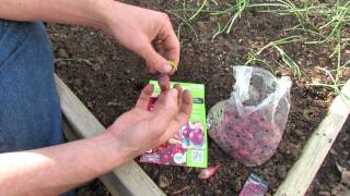 How to Plant Onion Sets - Spacing Matters: 4 inches for Full Sized Onions - MFG 2014