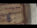 video BvGcv6YMYCA