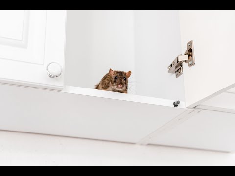 Don't Let Pests Be Your Winter Guests