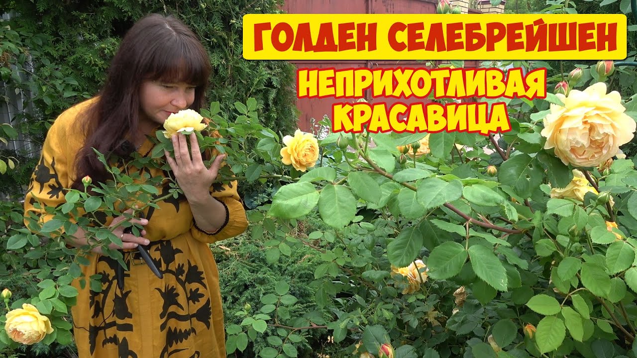 Роза ГОЛДЕН СЕЛЕБРЕЙШЕН. Одни достоинства и два мощных недостатка!