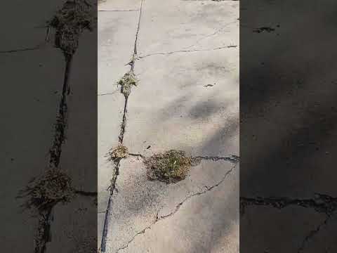 Creepy house and Church outside a freemason temple.