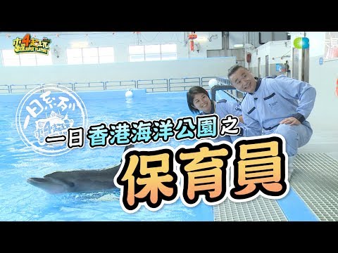 《一日系列第六十三集》香港我們來了！邰邰保育員帶著廣東木曜粉前進海洋公園囉～-一日香港海洋公園保育員