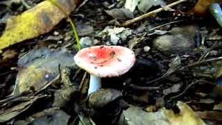 How to Identify and Prepare a Few Wild Mushrooms