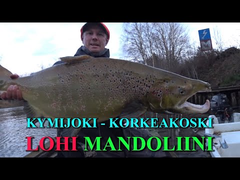 Kymijoki - Mandoliini Lohi Laiturilta ( Spinfluga - RR Lohivaappu - Lohenkalastus - Korkeakoski )