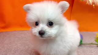 ハーフ犬の動画01