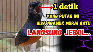 Download lagu PANCINGAN MURAI BATU GACOR !! DALAM HITUNGAN DETIK MURAI APAPUN LANGSUNG IKUT NYAUT BUNYI GACOR mp3 Download lagu PANCINGAN MURAI BATU GACOR !! DALAM HITUNGAN DETIK MURAI APAPUN LANGSUNG IKUT NYAUT BUNYI GACOR mp3