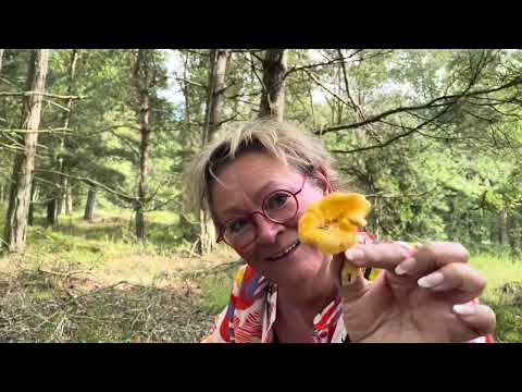 KANTARELJAGT på Læsø