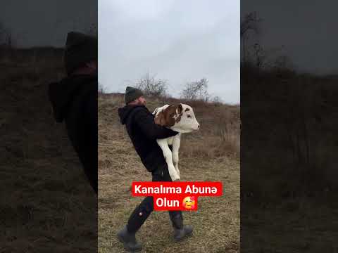 Kanala Abunə Olmağı Unutmayın #animals